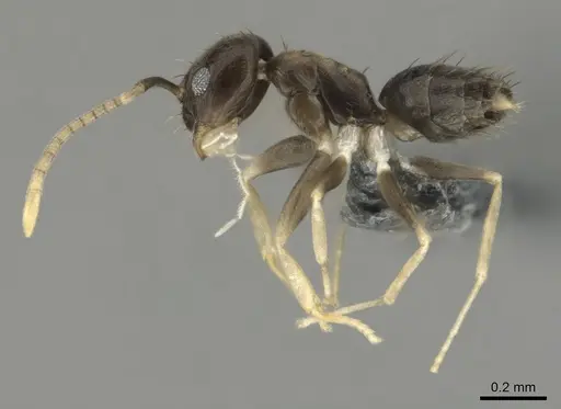 Paraparatrechina albipes specimen CASENT0815684 image casent0815684_4