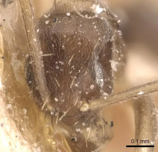 Paraparatrechina albipes specimen CASENT0905663 image casent0905663_2