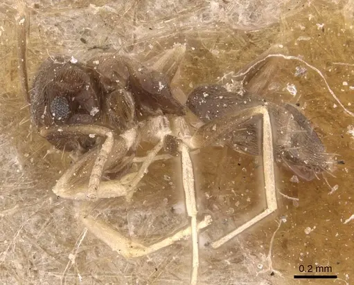 Paraparatrechina albipes specimen CASENT0905663 image casent0905663_3