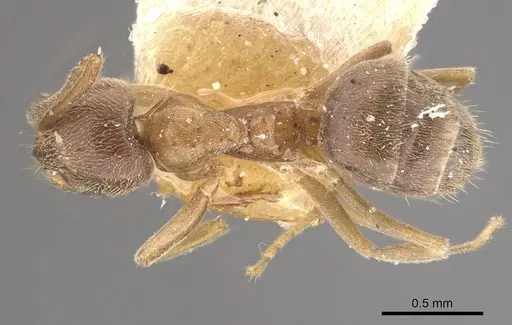Paraparatrechina aseta specimen CASENT0910999 image casent0910999_1