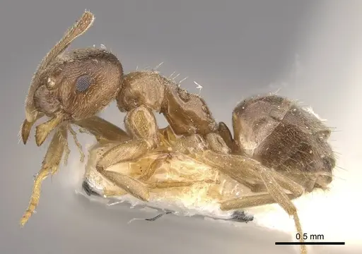 Paraparatrechina aseta specimen CASENT0910999 image casent0910999_3
