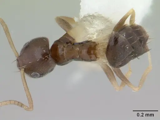 Paraparatrechina brunnella specimen CASENT0178757 image casent0178757_1