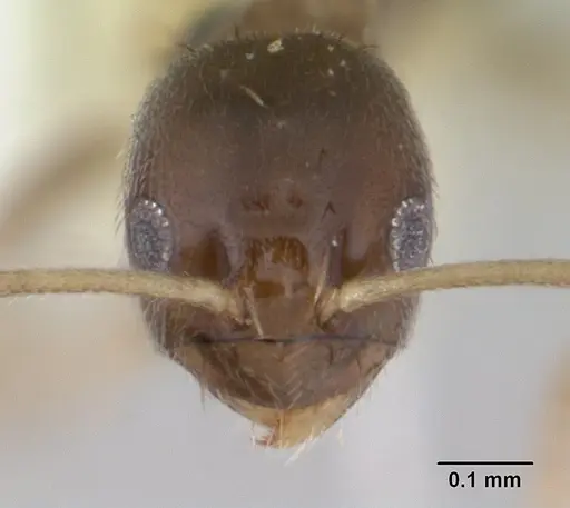 Paraparatrechina brunnella specimen CASENT0178757 image casent0178757_2