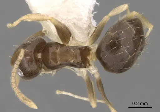Paraparatrechina brunnella specimen CASENT0281150 image casent0281150_1