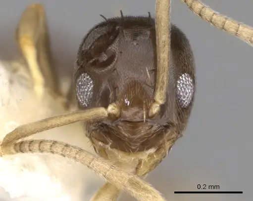 Paraparatrechina brunnella specimen CASENT0281150 image casent0281150_2