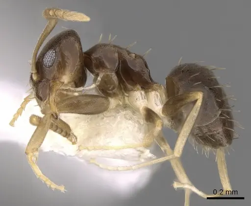 Paraparatrechina brunnella specimen CASENT0281150 image casent0281150_3