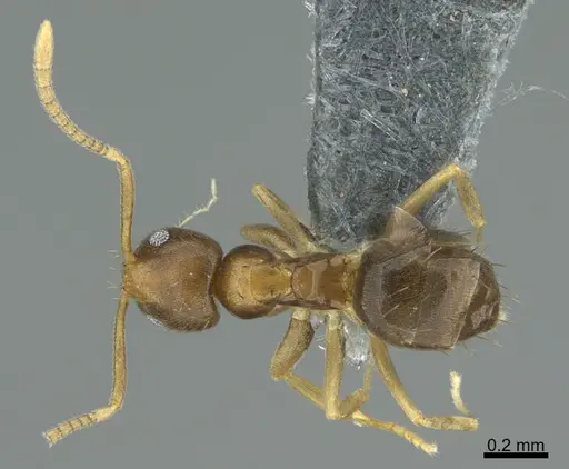 Paraparatrechina brunnella specimen CASENT0362078 image casent0362078_1