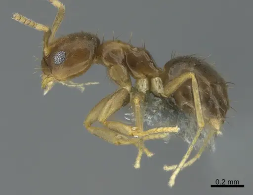 Paraparatrechina brunnella specimen CASENT0362078 image casent0362078_3