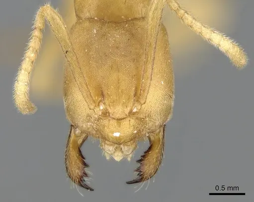 Paraparatrechina bufona specimen CASENT0906212 image casent0906212_2