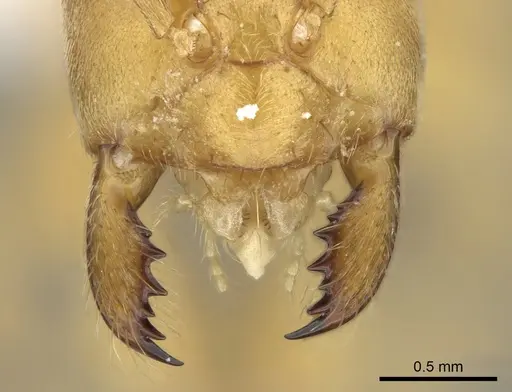 Paraparatrechina bufona specimen CASENT0906212 image casent0906212_3