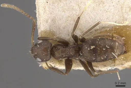 Paraparatrechina butteli specimen CASENT0911002 image casent0911002_1
