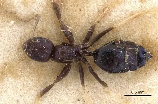Paraparatrechina butteli specimen CASENT0911003 image casent0911003_1