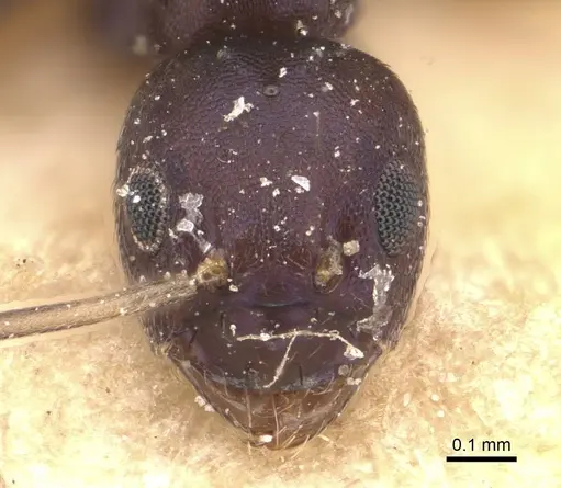 Paraparatrechina butteli specimen CASENT0911003 image casent0911003_2