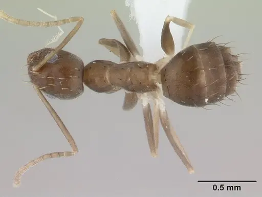 Paraparatrechina concinnata specimen CASENT0178761 image casent0178761_1
