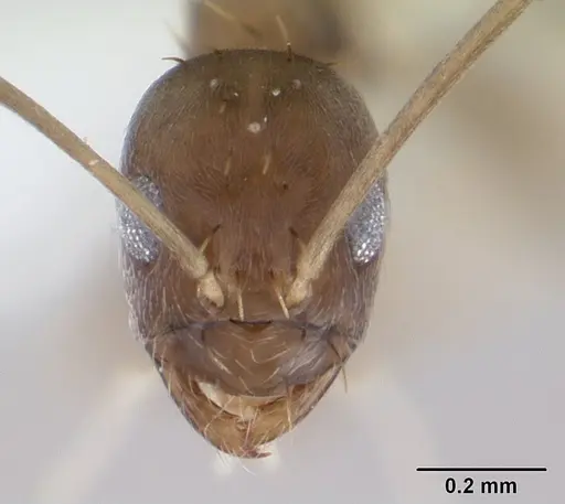 Paraparatrechina concinnata specimen CASENT0178761 image casent0178761_2