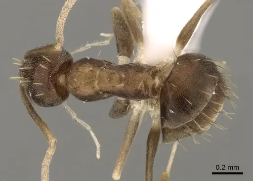Paraparatrechina concinnata specimen CASENT0192281 image casent0192281_1