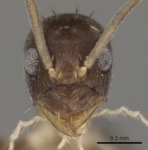 Paraparatrechina concinnata specimen CASENT0192281 image casent0192281_2