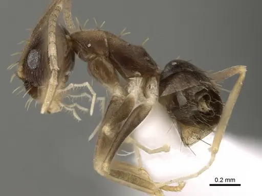 Paraparatrechina concinnata specimen CASENT0192281 image casent0192281_3
