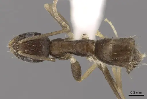 Paraparatrechina concinnata specimen CASENT0317045 image casent0317045_1