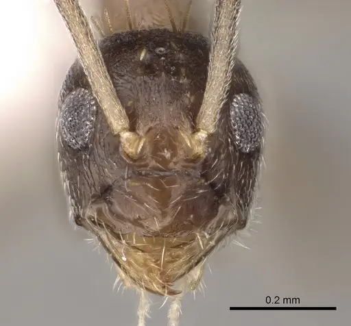 Paraparatrechina concinnata specimen CASENT0317045 image casent0317045_2