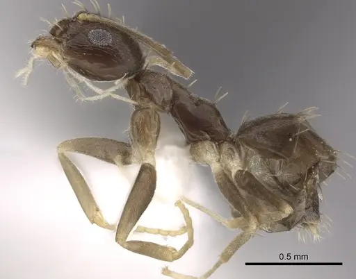 Paraparatrechina concinnata specimen CASENT0317045 image casent0317045_3