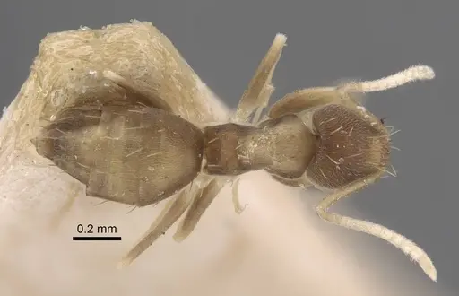 Paraparatrechina dichroa specimen CASENT0917302 image casent0917302_1