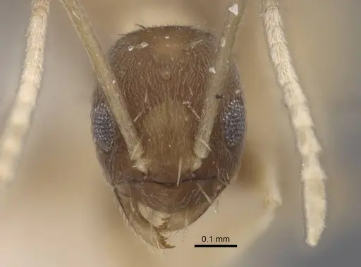 Paraparatrechina dichroa specimen CASENT0917302 image casent0917302_2