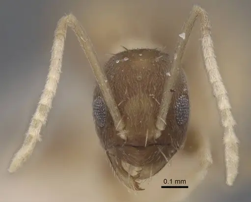 Paraparatrechina dichroa specimen CASENT0917302 image casent0917302_3