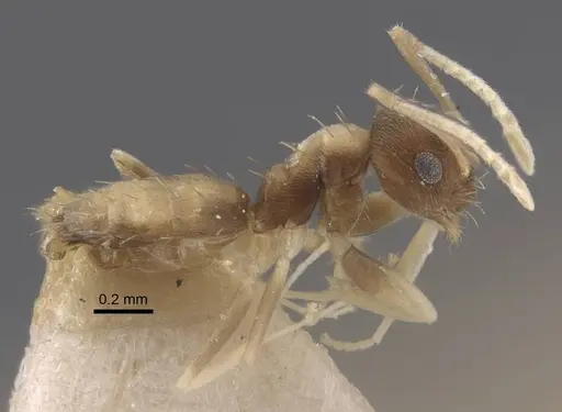Paraparatrechina dichroa specimen CASENT0917302 image casent0917302_4