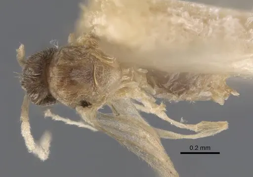 Paraparatrechina dichroa specimen CASENT0917303 image casent0917303_1