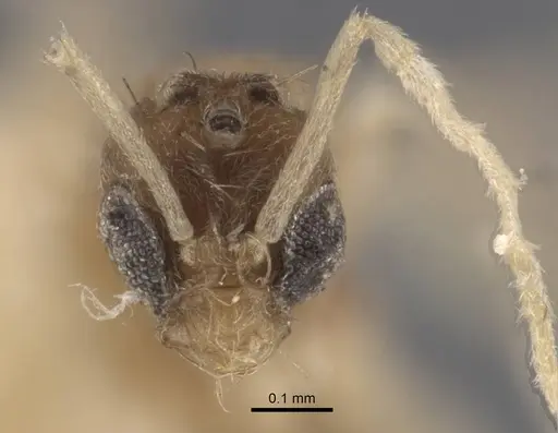 Paraparatrechina dichroa specimen CASENT0917303 image casent0917303_2