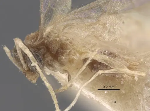 Paraparatrechina dichroa specimen CASENT0917303 image casent0917303_3