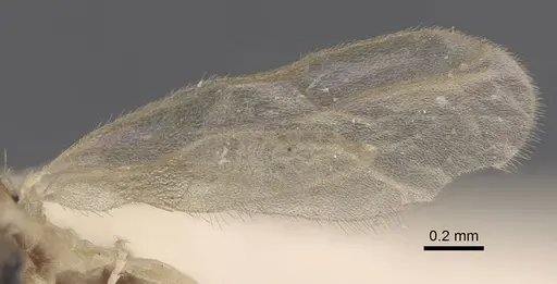 Paraparatrechina dichroa specimen CASENT0917303 image casent0917303_4