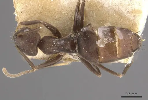 Paraparatrechina emarginata specimen CASENT0911005 image casent0911005_1