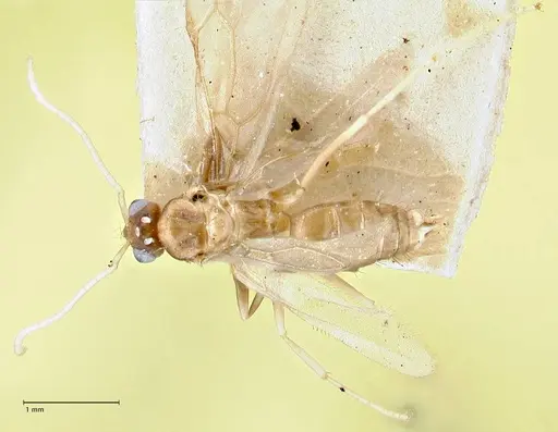 Paraparatrechina emarginata specimen FOCOL2733 image focol2733_1
