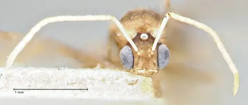 Paraparatrechina emarginata specimen FOCOL2733 image focol2733_2