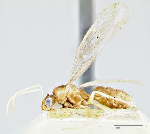 Paraparatrechina emarginata specimen FOCOL2733 image focol2733_3