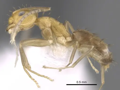 Paraparatrechina foreli specimen CASENT0281125 image casent0281125_3