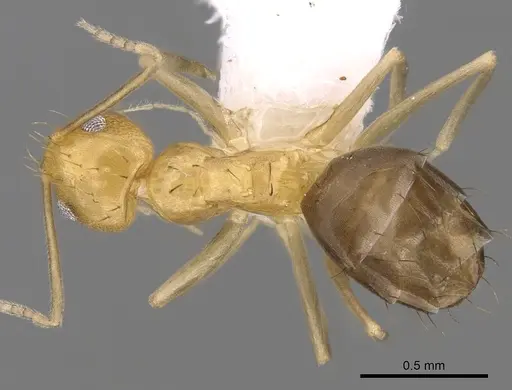 Paraparatrechina foreli specimen CASENT0281128 image casent0281128_1