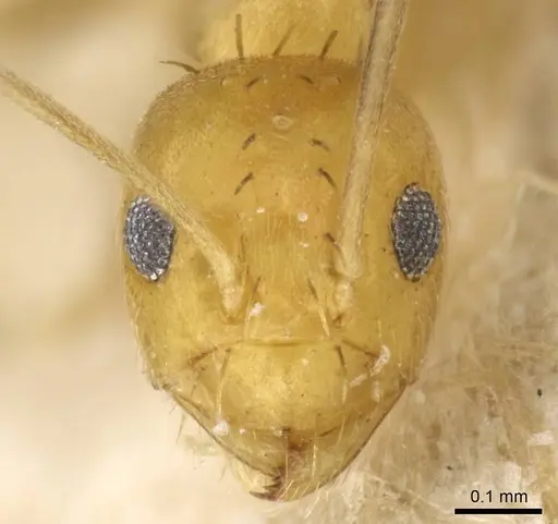 Paraparatrechina foreli specimen CASENT0905668 image casent0905668_2