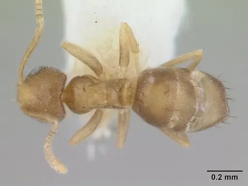 Paraparatrechina gnoma specimen CASENT0178758 image casent0178758_1