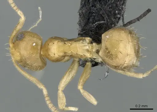 Paraparatrechina illusio specimen CASENT0159099 image casent0159099_1