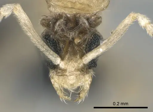 Paraparatrechina illusio specimen CASENT0159242 image casent0159242_2