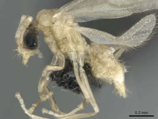 Paraparatrechina illusio specimen CASENT0159242 image casent0159242_3