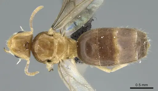 Paraparatrechina illusio specimen CASENT0160097 image casent0160097_1