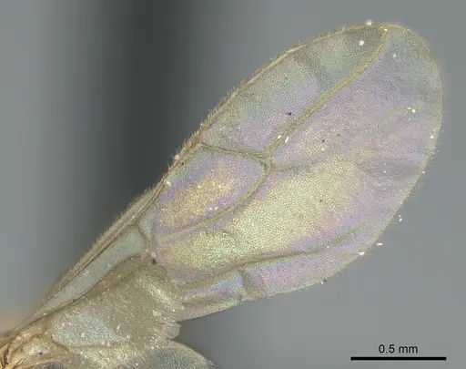 Paraparatrechina illusio specimen CASENT0160097 image casent0160097_4