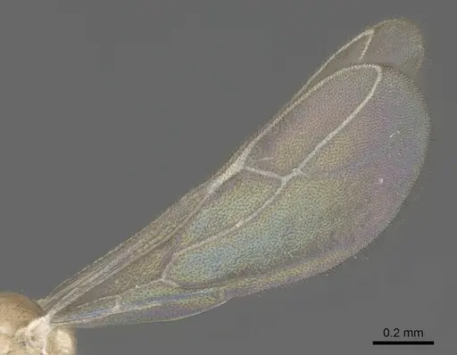 Paraparatrechina illusio specimen CASENT0914145 image casent0914145_4