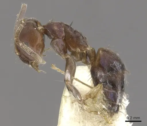 Paraparatrechina iridescens specimen CASENT0903140 image casent0903140_3