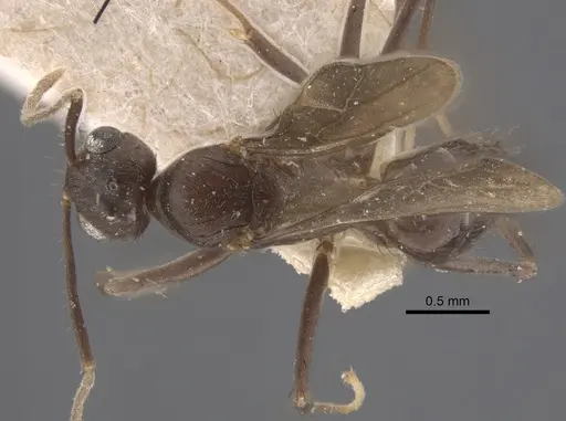 Paraparatrechina koningsbergeri specimen CASENT0917305 image casent0917305_1