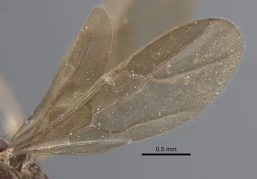Paraparatrechina koningsbergeri specimen CASENT0917305 image casent0917305_5